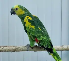 Amazonan modrocely xanthopteryx