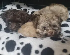 Ruská Barevná bolonka s PP