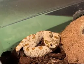 Heterodon nosatý - včetně vybavené ubikace