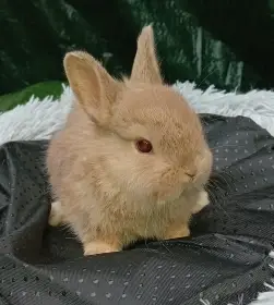 Zakrslý králíček