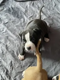 Americký stafordširský teriér s PP