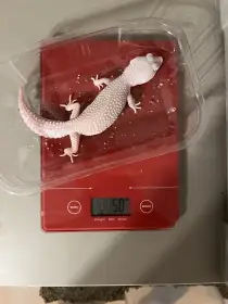 Prodám Gekončíka nočního