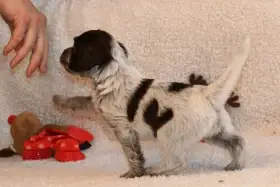 Štěňata Holandského ovčáckého pudla s PP