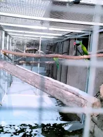 Prodám Alexandr čínský