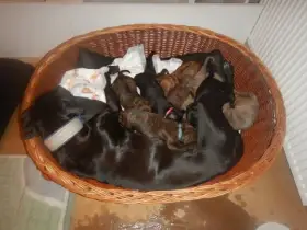 Štěňata křížence Rhodéského ridgebacka