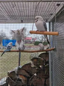 Andulka vlnkovaná TCB