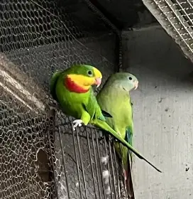 Daruji papoušek Nádherný, Královský, Červenokřídký, Barnard límcový