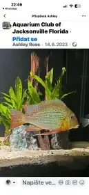 Geophagus Altifrons Trombetas