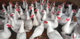 Bílé pižmovky větší linie