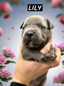 American Bully xl