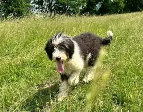 Pejsek Bordoodle s PP