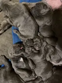 Otevřena rezervace na štěňátka Cane Corso s PP