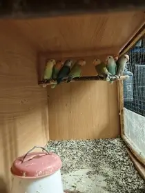 Agapornis ružohrdlý