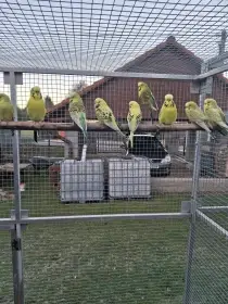 Prodám letošní kroužkované andulky TCB (Texas clearbody)