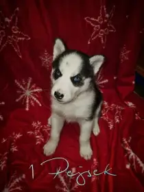 Sibiřský Husky štěňátka