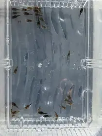 Prodám chovný pár Ancistrus sp. L519 Rio Itenéz (HoneyComb)