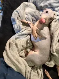 Štěně Amerického bezsrstého teriéra (fenka)