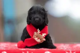 Anglický kokršpaněl s PP