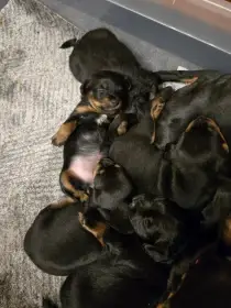 Prodej štěňat krysařika