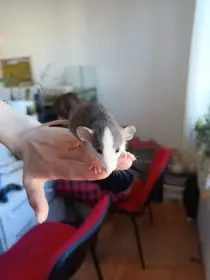 Vymazlení potkánci do chovů, ale především jako domácí mazlíčci