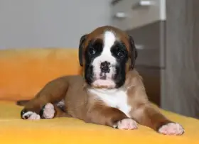 Prodej štěňat Německého boxera s PP-FCI