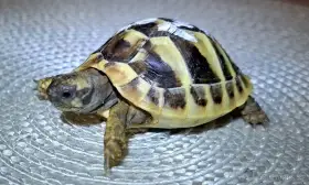 Želvy zelenavé