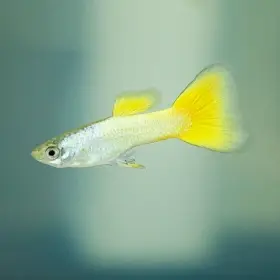 Žlutá německá-Yelow Germany