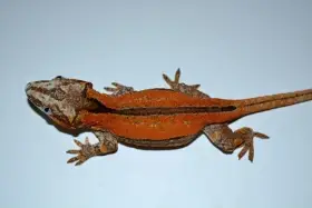 Rhacodactylus auriculatus
