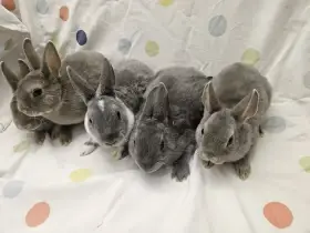 Zakrslý králíček