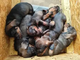 Jezevčík dlouhosrstý standard