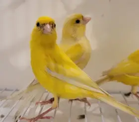 2 samce kanára raza espagnola