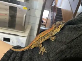 Rhacodactylus auriculatus