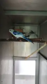 Rosela pestrá modrá na ino