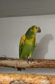 Amazoňan modročelý (aestiva xanthopteryx) 1.0 r. 2025