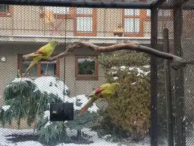 Vyměním Samce nebo samici Papoušek horský pastel