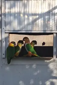 Amazónek černotemenny