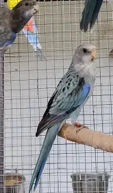 Rosely pestré modré a černé.