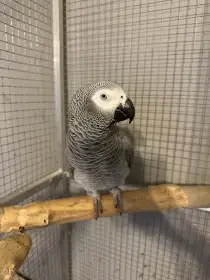 Papoušek Žako kongo  kompletní výbava