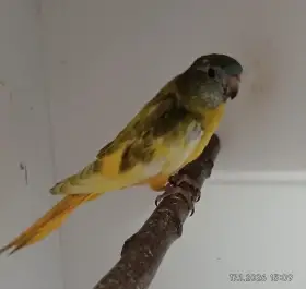 Neoféma modrohlavá