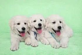 Slovenský čuvač - štěňata s PP