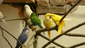 Koupím Mníšek šedý samičku