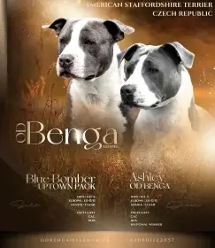 Americký Stafordšírský Teriér s PP