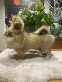 Štěňátko Tibetského Španěla