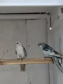 Rosela modrá straka