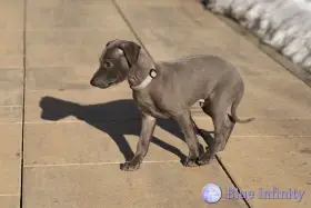 Štěňátka italského chrtíka