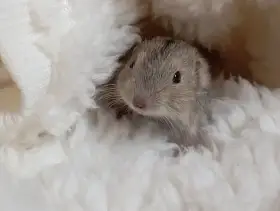 Pestrušky písečné - mláďata