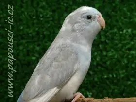 Papoušíček šedokřídlý