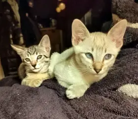 Kocouří bratři orientální a siamský, čistokrevní bez PP