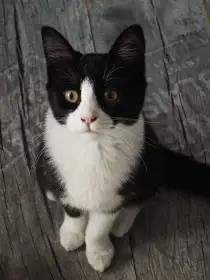 Daruji kočičku do dobrých rukou