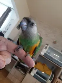 Ručně dokrmená mláďata